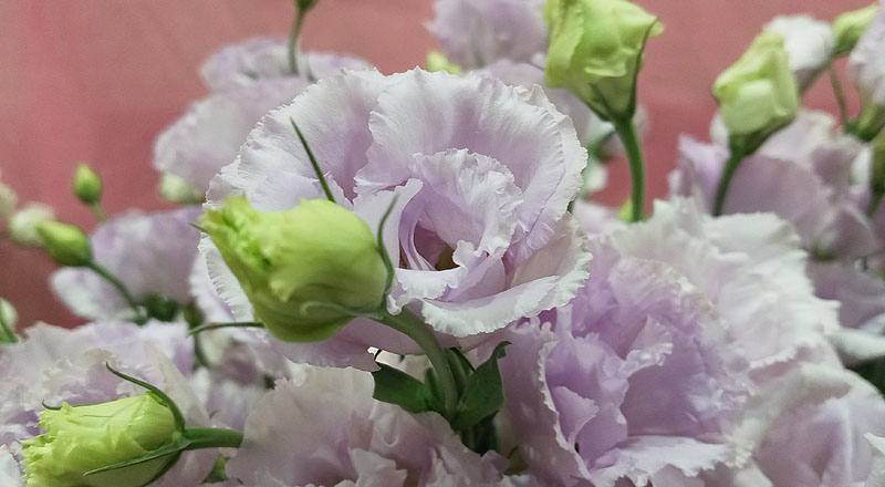 洋桔梗 重瓣淺紫 (圖片6)