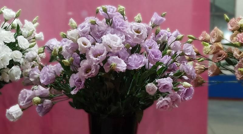 洋桔梗 重瓣淺紫 (圖片2)