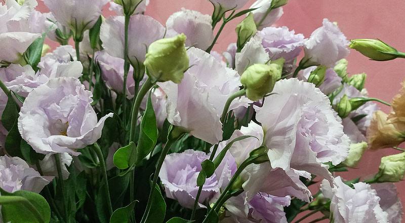 洋桔梗 重瓣淺紫 (圖片7)