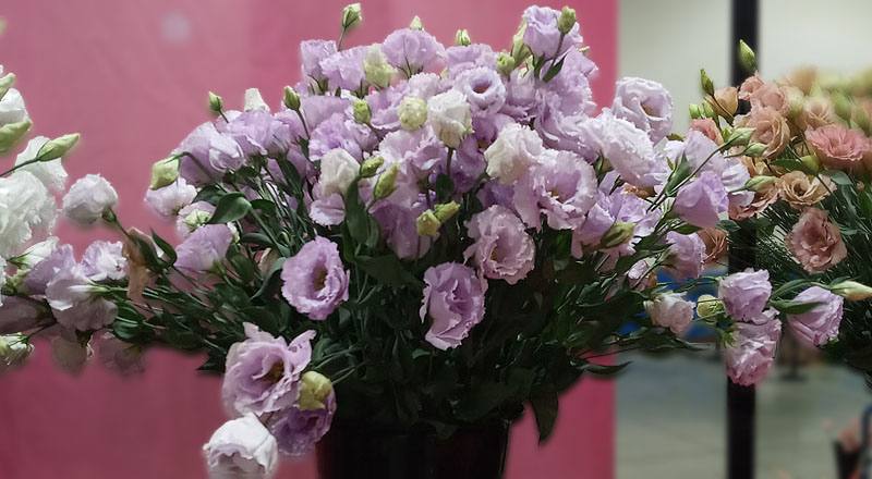 洋桔梗 重瓣淺紫 (圖片1)