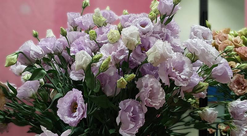 洋桔梗 重瓣淺紫 (圖片3)