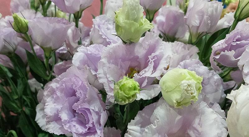 洋桔梗 重瓣淺紫 (圖片5)