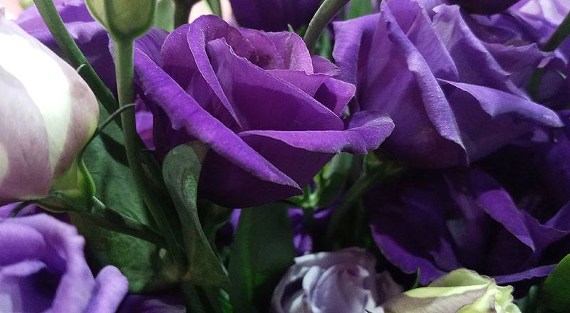 洋桔梗 羅西娜紫 (圖片4)