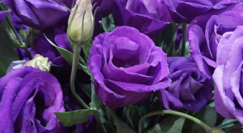 洋桔梗 羅西娜紫 (圖片3)