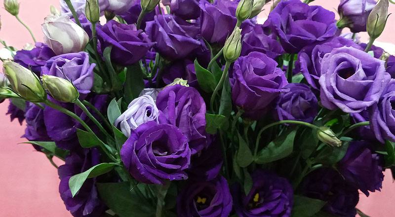 洋桔梗 羅西娜紫 (圖片2)