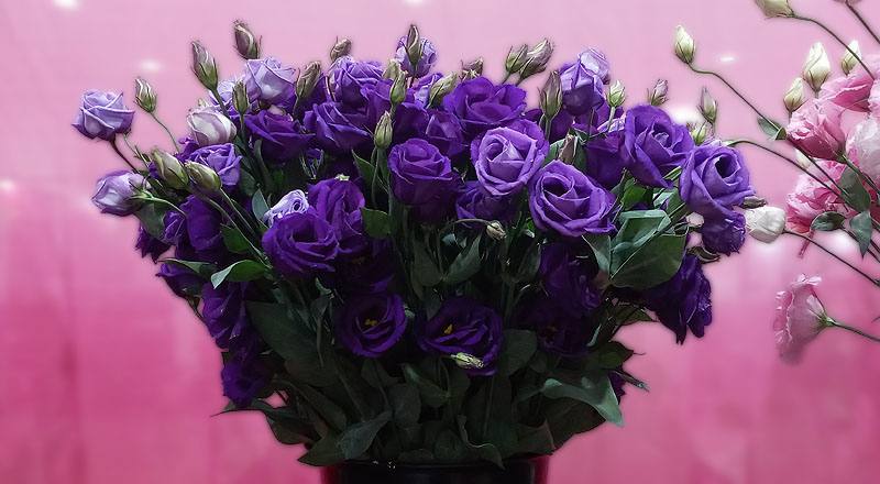 洋桔梗 羅西娜紫 (圖片1)