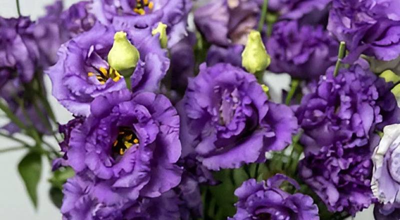 洋桔梗 順風紫 (圖片1)