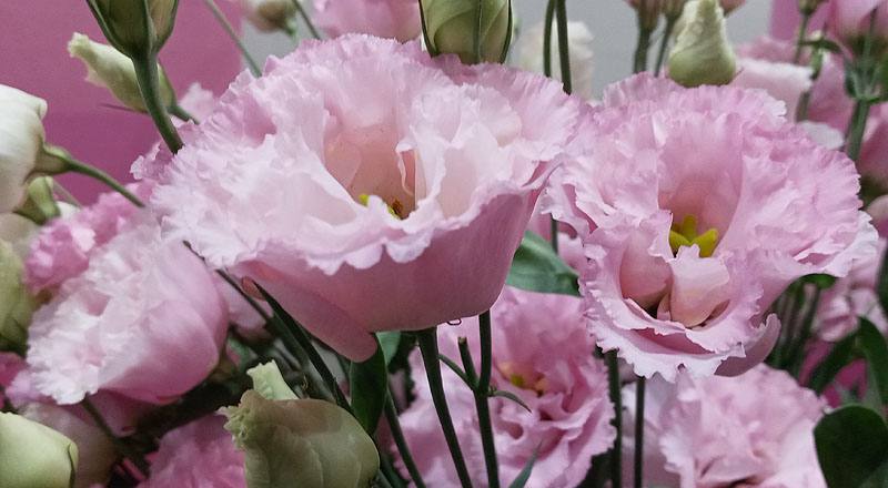 洋桔梗 金子彩粉 (圖片7)