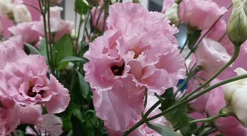 洋桔梗 金子彩粉 (圖片5)