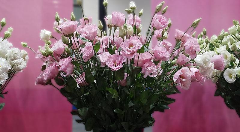 洋桔梗 金子彩粉 (圖片1)