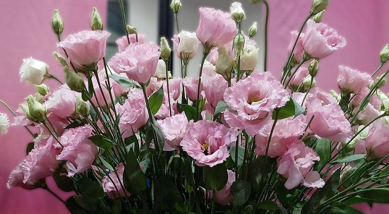 洋桔梗 金子彩粉 (圖片3)