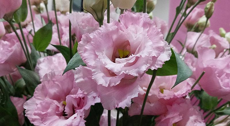 洋桔梗 金子彩粉 (圖片6)