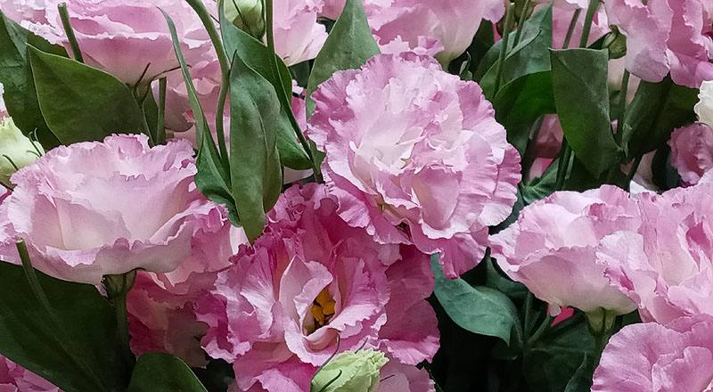 洋桔梗 女王３彩粉 (圖片6)