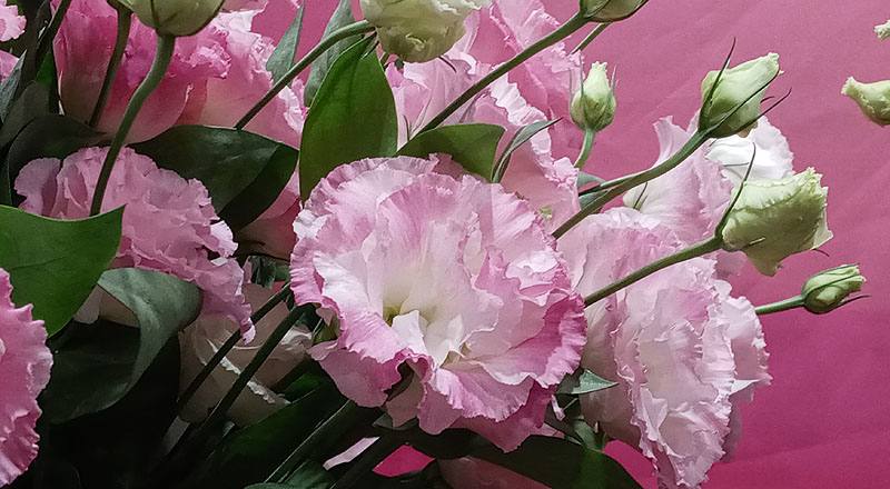 洋桔梗 女王３彩粉 (圖片4)