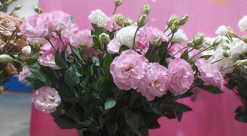 洋桔梗 女王３彩粉 (圖片1)