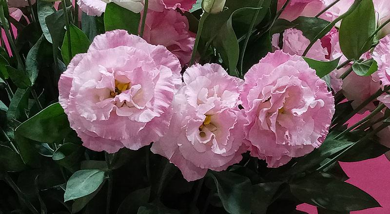 洋桔梗 女王３彩粉 (圖片3)