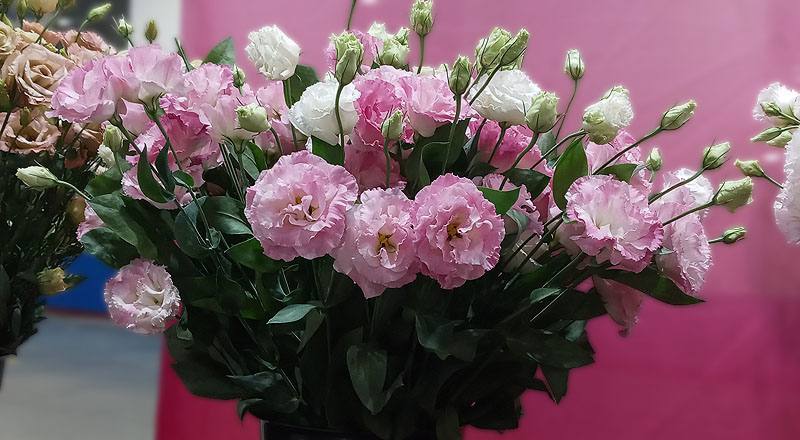 洋桔梗 女王３彩粉 (圖片2)