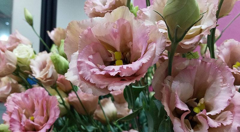 洋桔梗 古典香檳 (圖片6)