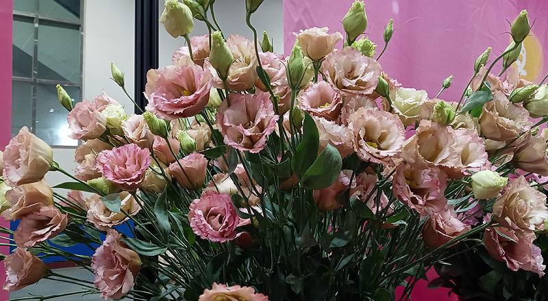 洋桔梗 古典香檳 (圖片4)