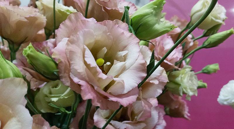 洋桔梗 古典香檳 (圖片7)