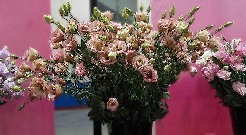 洋桔梗 古典香檳 (圖片1)