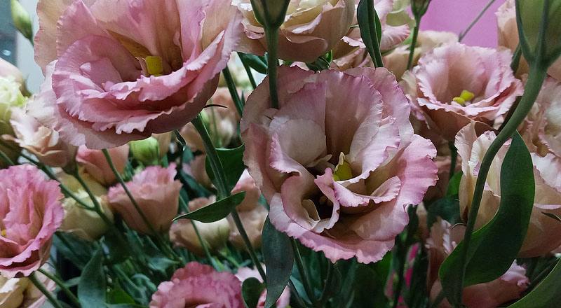 洋桔梗 古典香檳 (圖片5)