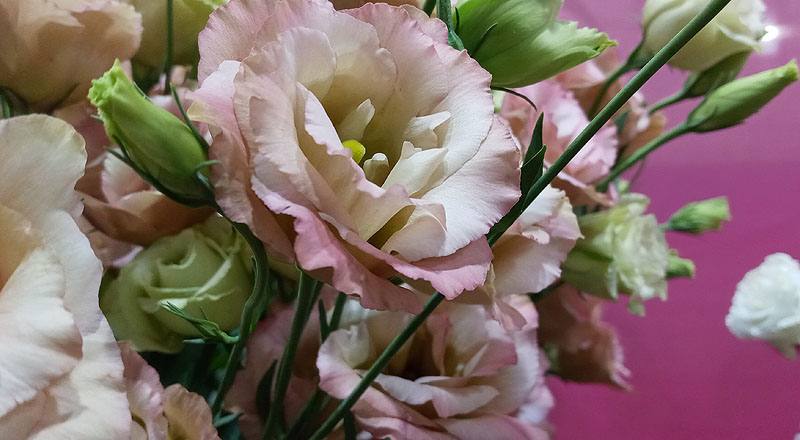 洋桔梗 古典香檳 (圖片8)