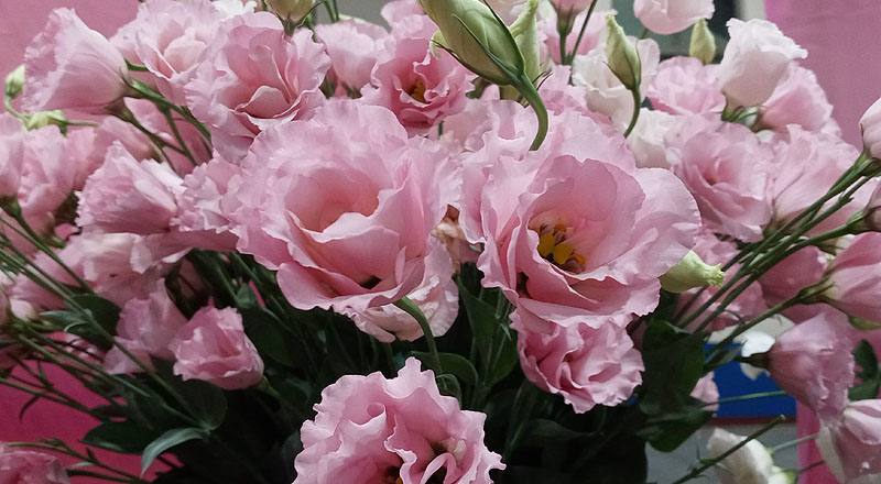 洋桔梗 名人亮粉 (圖片7)