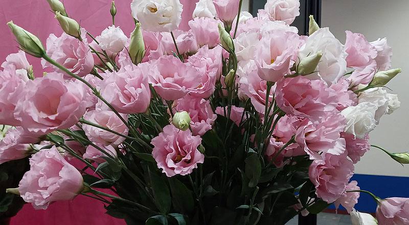 洋桔梗 名人亮粉 (圖片4)