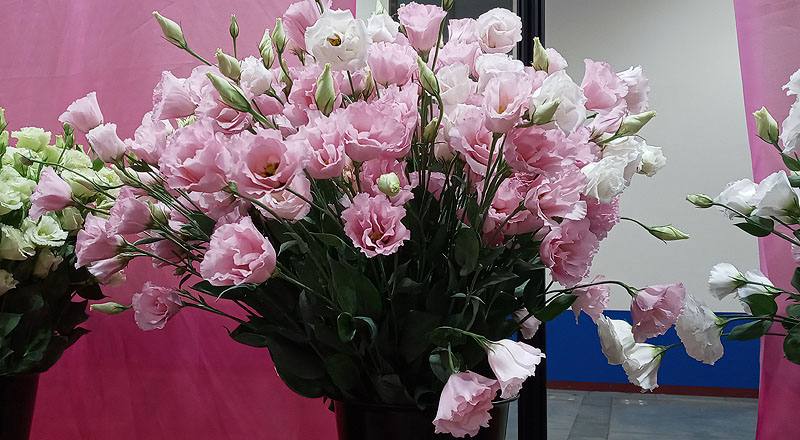 洋桔梗 名人亮粉 (圖片2)