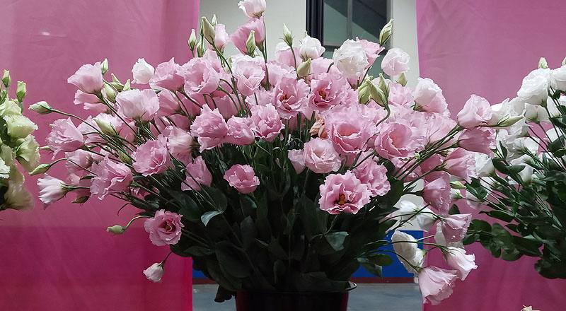 洋桔梗 名人亮粉 (圖片1)