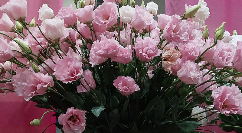 洋桔梗 名人亮粉 (圖片3)