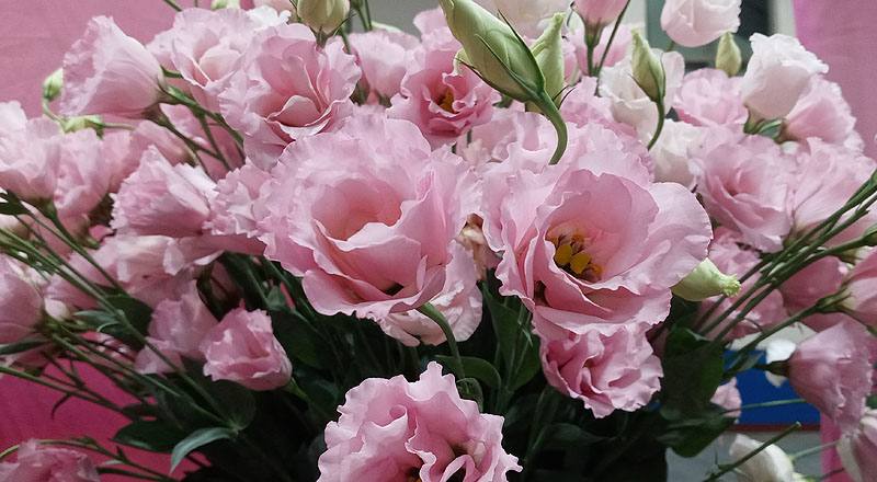 洋桔梗 名人亮粉 (圖片5)