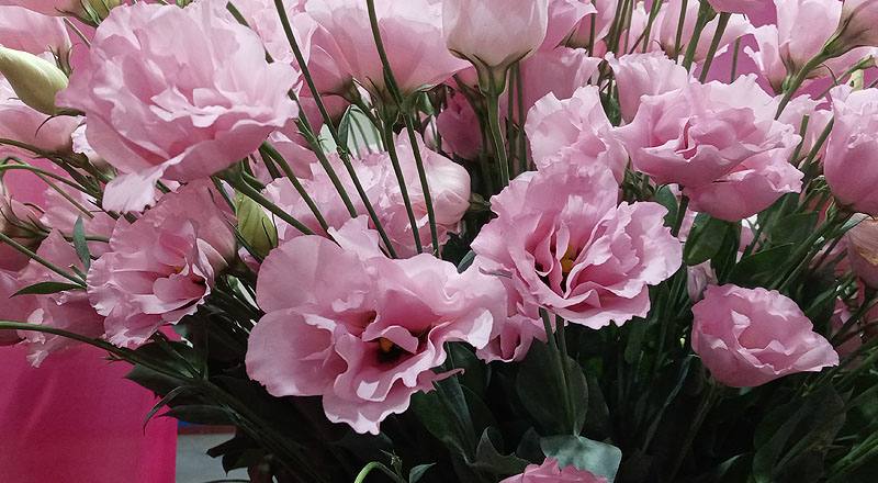 洋桔梗 名人亮粉 (圖片8)