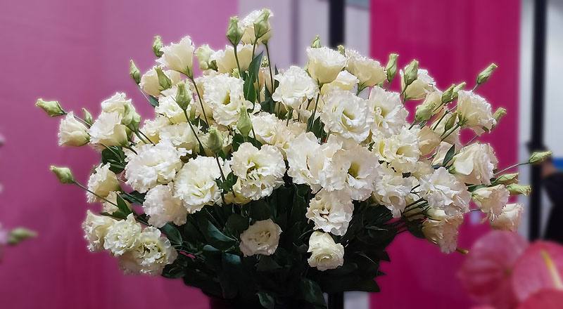 洋桔梗 名人黃 (圖片2)