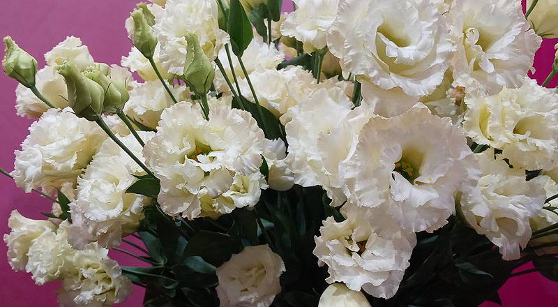 洋桔梗 名人黃 (圖片3)