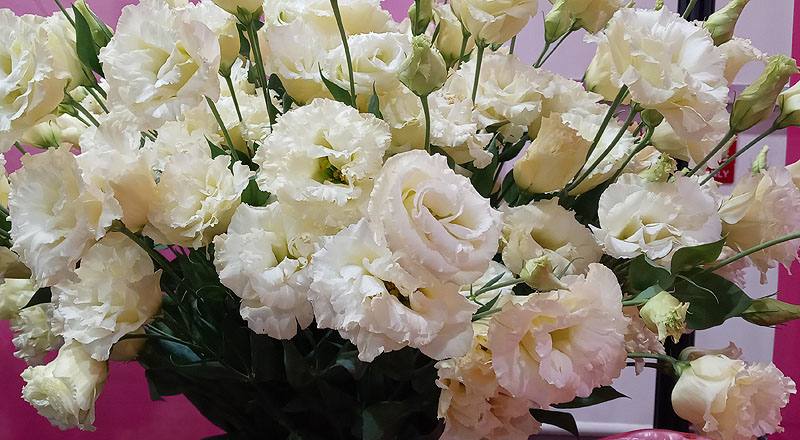 洋桔梗 名人黃 (圖片4)