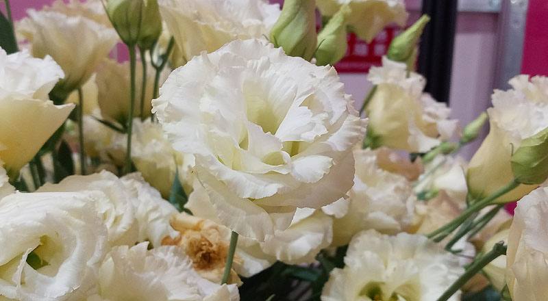 洋桔梗 名人黃 (圖片5)