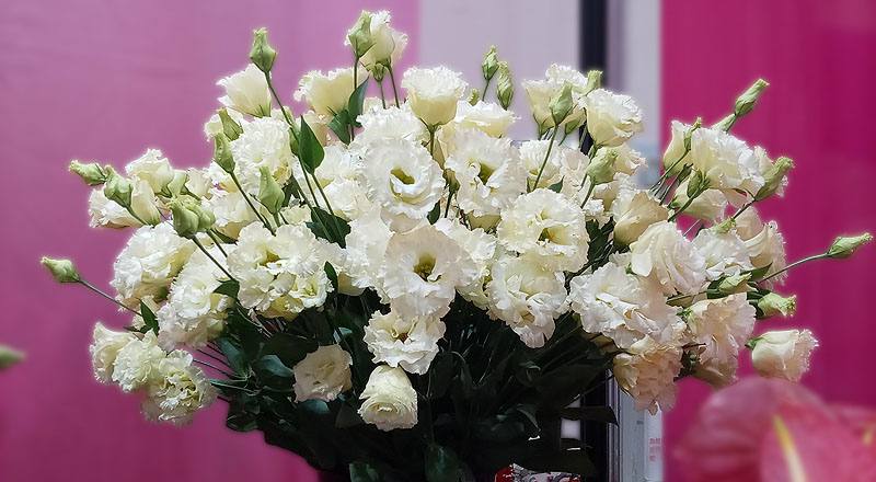 洋桔梗 名人黃 (圖片1)