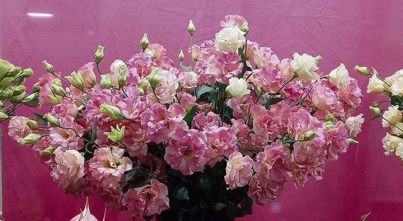 洋桔梗 典雅香檳 (圖片1)