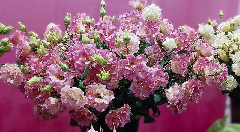 洋桔梗 典雅香檳 (圖片2)