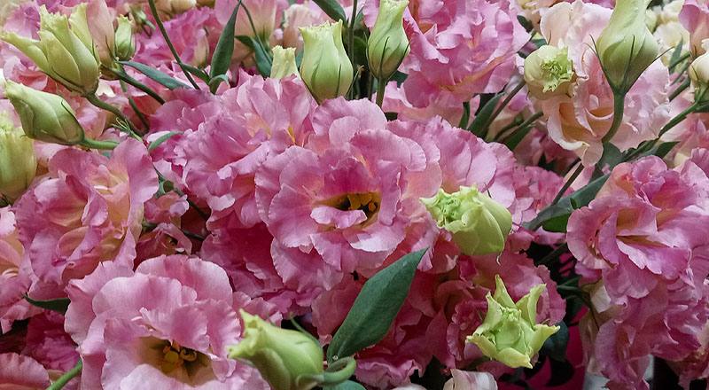 洋桔梗 典雅香檳 (圖片4)