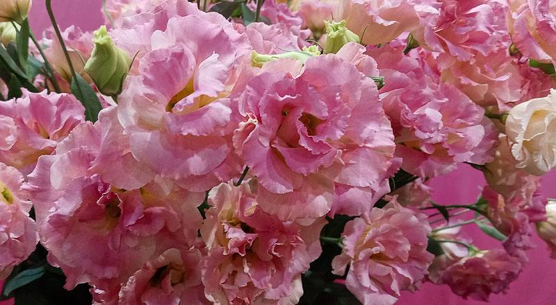 洋桔梗 典雅香檳 (圖片5)