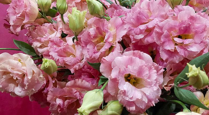 洋桔梗 典雅香檳 (圖片6)