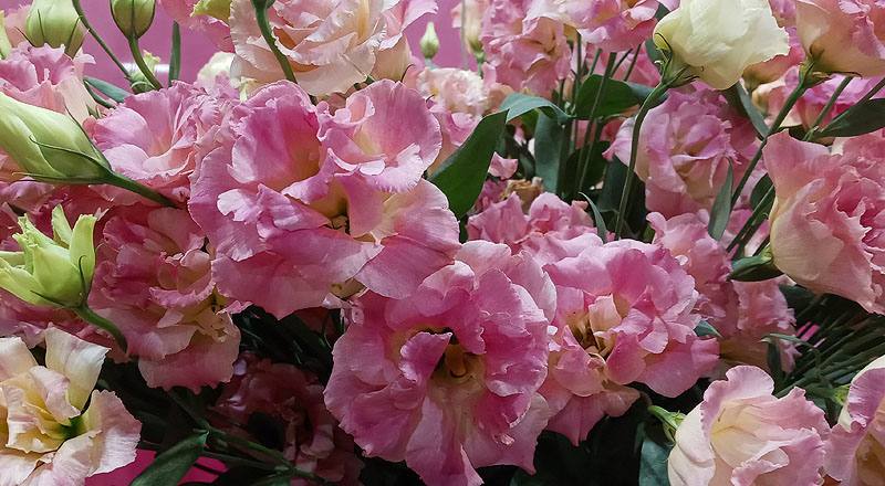 洋桔梗 典雅香檳 (圖片3)