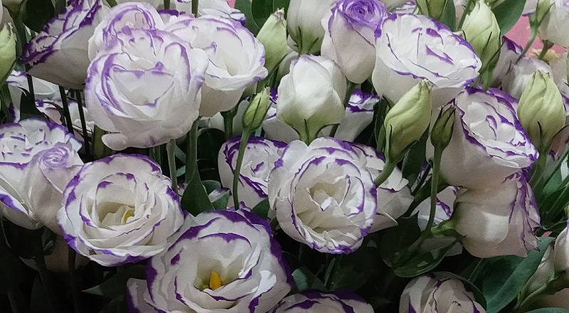 洋桔梗 重辮白紫邊 (圖片5)