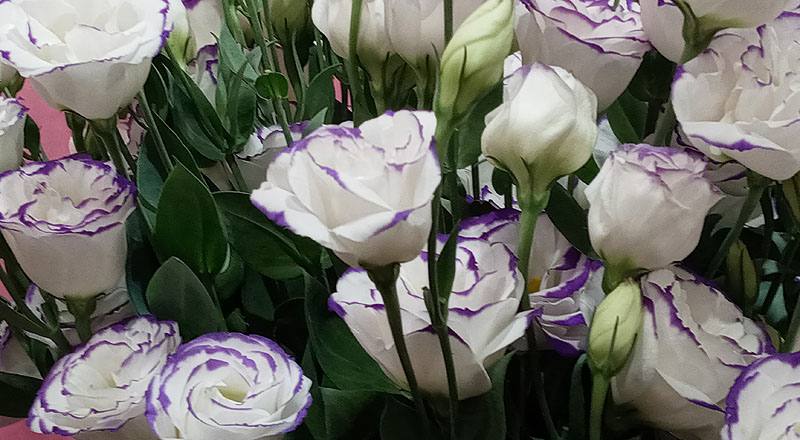 洋桔梗 重辮白紫邊 (圖片4)