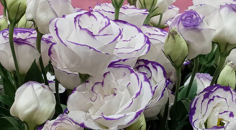 洋桔梗 重辮白紫邊 (圖片3)