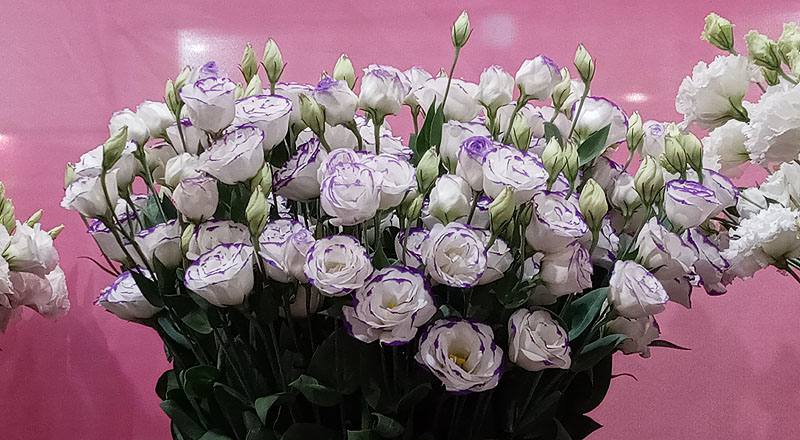 洋桔梗 重辮白紫邊 (圖片1)