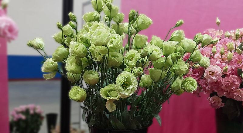 洋桔梗 琥珀重辮綠 (圖片2)